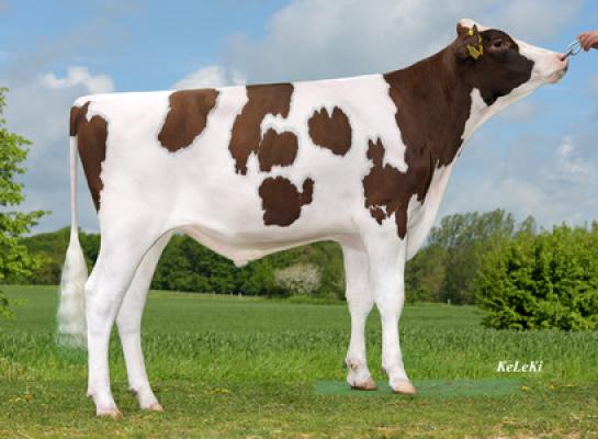 Snickers P is net als zijn volle broer Solitair P een zoon van Caudumer Lol 371