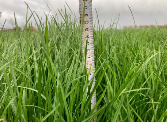 Het gras heeft op veel plaatsen al de lengte van een royale weidesnede