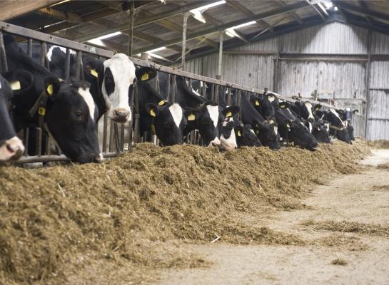 Eiwit heeft een bufferend effect in de pens waardoor de kans op pensverzuring toeneemt in een laag eiwitrantsoen