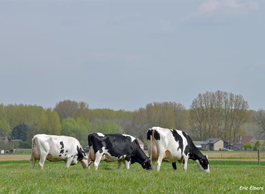 De pachtprijs voor grasland in België steeg in tien jaar tijd met ruim 20 procent