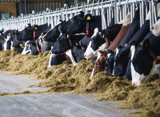 Graskuil deels vervangen door ontsloten gras resulteerde in een betere eiwitbenutting