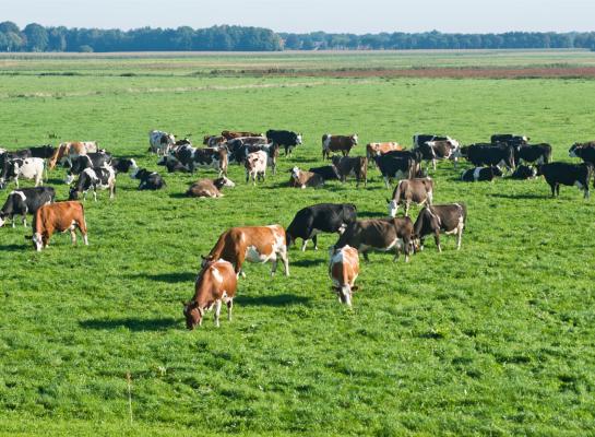 Voor veel boeren zal een norm van 1,7 gve per hectare grote gevolgen hebben