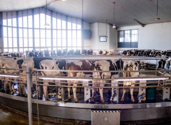 De berekende voorschotmelkprijzen kwamen in mei uit op gemiddeld 43,73 euro per 100 kilo melk