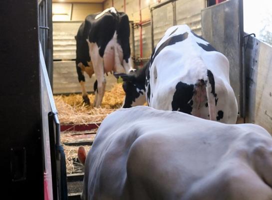 De blauwtongstatus heeft gevolgen voor vervoer en export van dieren