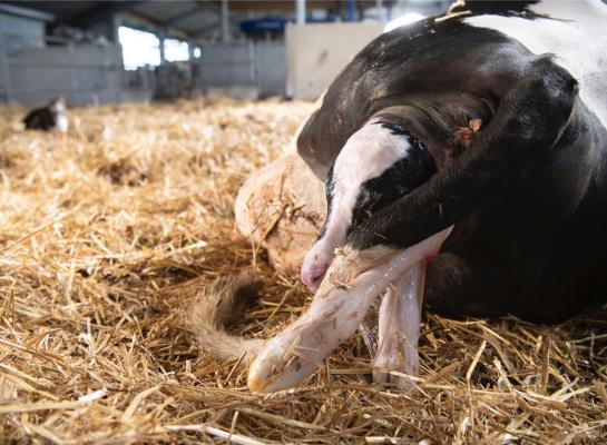 Vaarzen met een oplopend, sterk hellend, smal of juist breed kruis hebben in de praktijk niet vaker problemen met afkalven dan vaarzen met een gemiddeld gevormd kruis