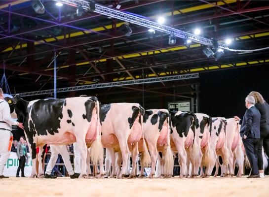 Dit jaar nemen Sassel en Mock de jurering van de HHH-show voor hun rekening