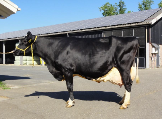 In de categorie Parel van Flevoland met meer dan 90.000 kg melk werd Riebeeck Geertje 395 als winnaar uitgeroepen