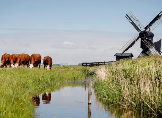 Zowel leverbot als salmonella komen vaker voor op bedrijven in waterrijke gebieden.