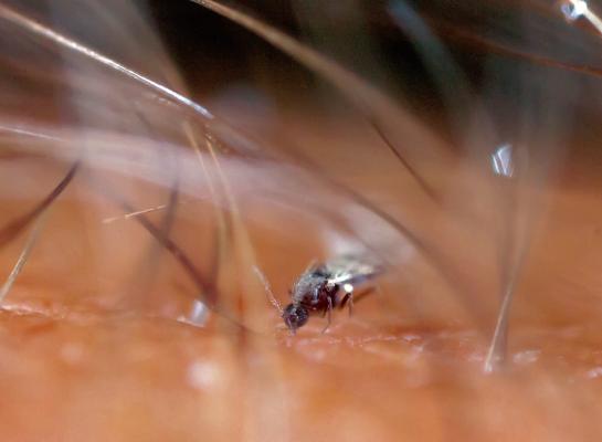 Er is vooralsnog geen vaccin voor deze blauwtongvariant, die door knutten wordt overgedragen