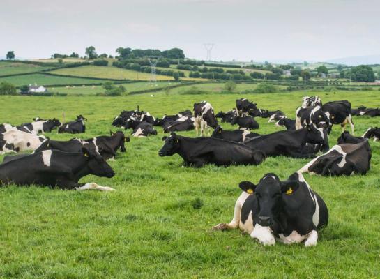 De Ierse melkveehouders produceerden in de eerste helft van 2023 minder melk dan vorig jaar