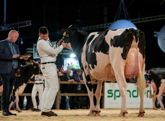 De HHH-show vindt dit jaar opnieuw plaats in Leeuwarden