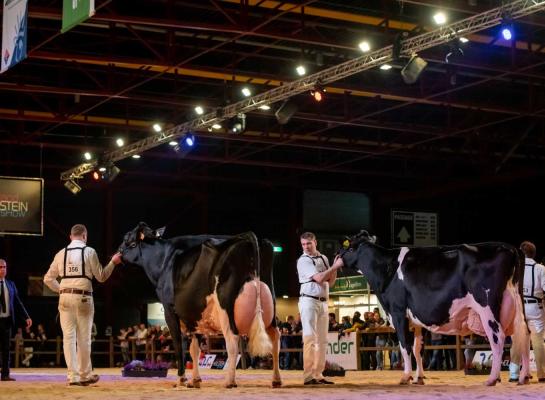 Het aantal opgegeven dieren voor de HHH-show is vergelijkbaar met vorig jaar (foto: Els Korsten)