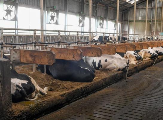 De houten boxen vergroten het koecomfort