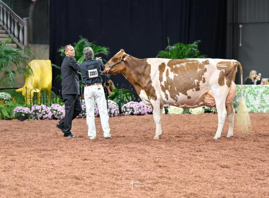 Ook op de World Dairy Expo in Madison won Premium Apple Crisp Lilly het algemeen kampioenschap