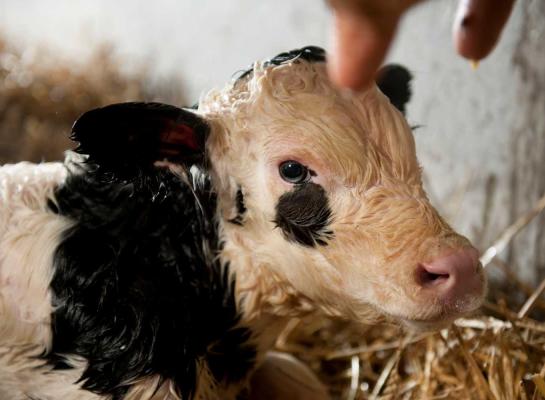 Voorkomen dat jonge dieren besmet raken is de enige manier om para-tbc tegen te gaan