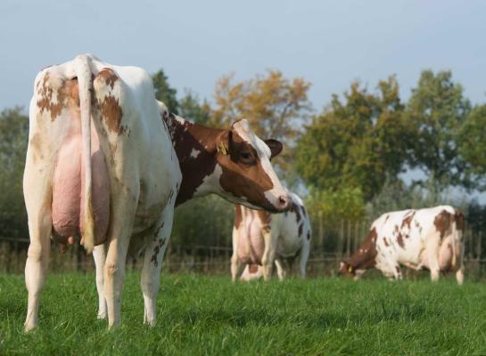 De fosfaatuitstoot valt in het derde kwartaal hoger uit door een hoger fosforgehalte in vers gras