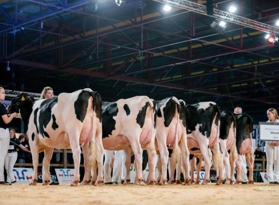 Woody toonde zich in Leeuwarden een vererver van jeugdige, evenredig gebouwde vaarzen met mooie verhoudingen in het skelet en brede achteruiers (foto: Els Korsten)