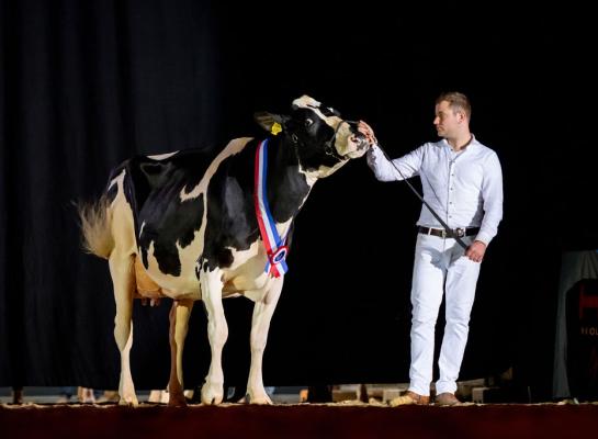 Heerenbrink Angelina (v. Devour) prolongeerde in Leeuwarden het algemeen kampioenschap zwartbont (foto: Els Korsten)