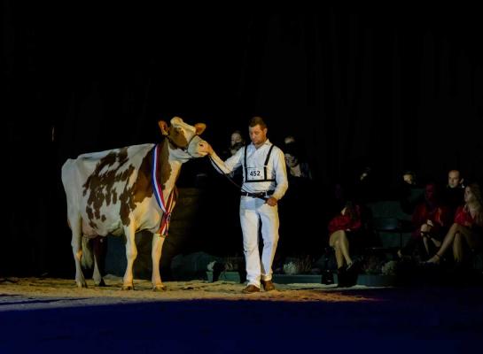 Met 94 punten was Heerenbrink Truus 4 (v. Apple) afgelopen jaar de hoogst ingeschreven roodbonte (foto: Els Korsten)