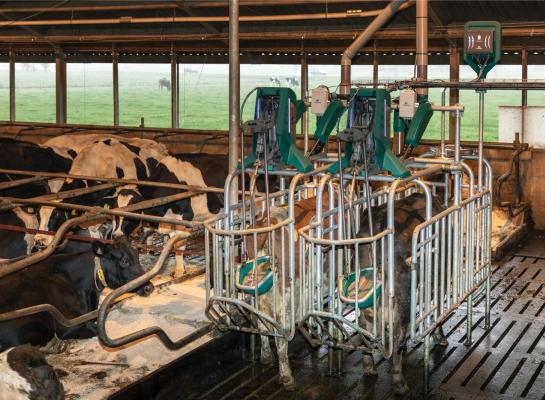 Via een CowToilet werd dagelijks ruim tien liter urine per koe opgevangen (foto Hanskamp)