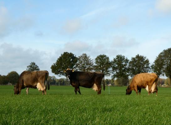 Daisy 24, Gre 257 en Gre 241, samen goed voor meer dan 430.000 kg melk, ruim 37.500 kg vet en eiwit en 9 sterren