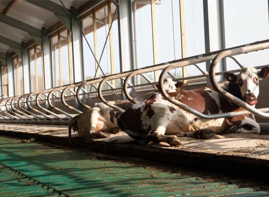Nadat onderzoek de effectiviteit van emissiearme stalvloeren heeft ontkracht, verdwijnt deze van de milieulijst van RVO