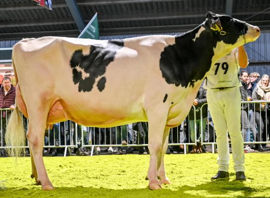 De twee keer gekalfde Giessen Cinderella 216 eiste in Wanneperveen het algemeen kampioenschap op (foto: Henk Lomulder)