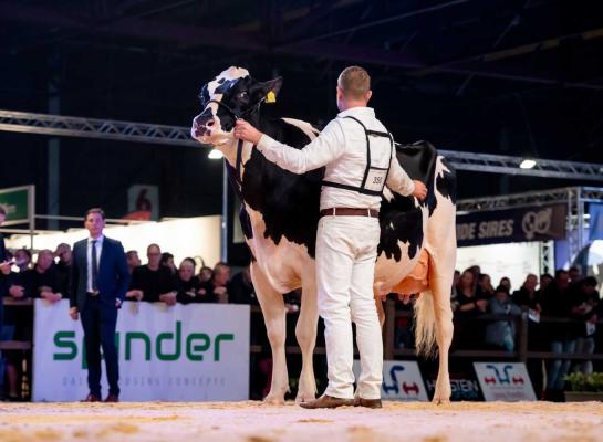 Thomas Steegink leidt Heerenbrink Angelina naar de overwinning (foto: Els Korsten)