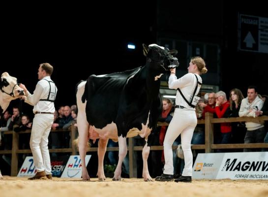 Topcross Janice 1 (v. Charityman) won op de HHH-show de titel bij de senioren (foto: Els Korsten)