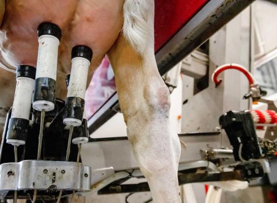 In Nederland daalde de melkaanvoer in oktober met 2,4 procent, nadat in september het volume ook al gedaald was met ruim 1 procent