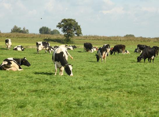 Met het toepassen van verlengde weidegang konden veehouders punten verdien voor de ecoregelingen