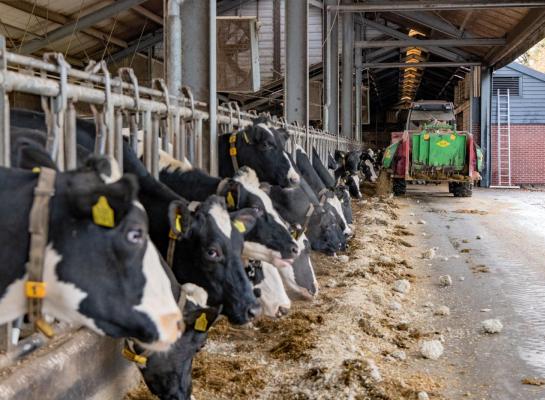 Door management en gerichte fokkerij, lukt het de familie Van Zijtveld om een hoge levensproductie te halen