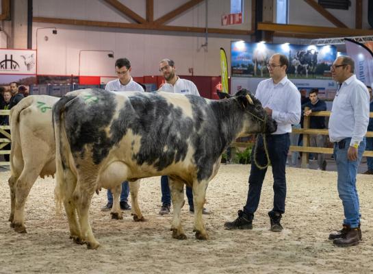 De jonge koe 1269 Ter Vaeren van Koen en Walter Vanacker was een van de nationale kampioenen van het Belgisch witblauw mixte ras.