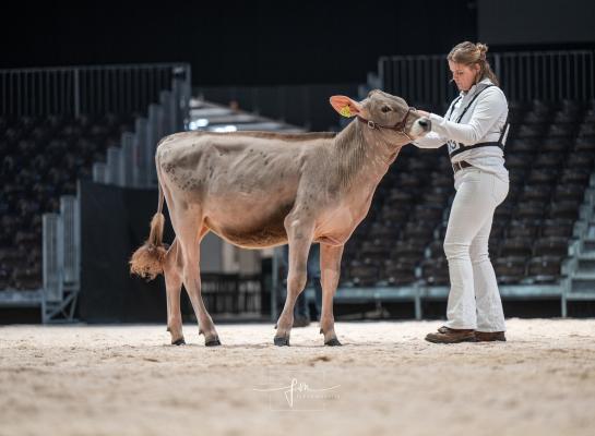 Met een brownswisspink won Wieke Marije Bakker uit Ginnum op de Swiss Expo in Genève vorige week de showmanshipcompetitie bij de senioren (foto: Fleur Maartje Bakker)