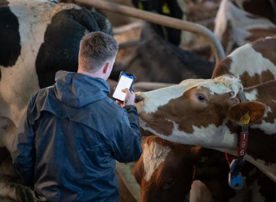 Door het AI-systeem zijn veehouders minder tijd kwijt aan controles van drachtige koeien in de weken voor het afkalven