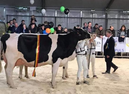 De Vlaamse Koeparade op Agro-Expo in Roeselare is afgelast (foto: Teus van Herk)