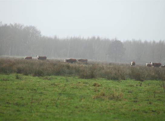 De overschrijding van de kritische depositiewaarden is sinds 2005 ruimschoots gehalveerd