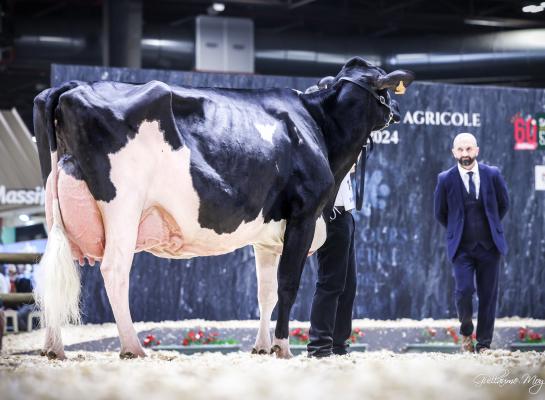 De zeven keer gekalfde Ducasse Jaka is de regerend Frans kampioene en won ook vorig jaar de titel op de SIA (foto: Guillaume Moy)