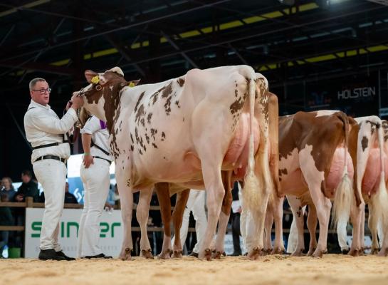 Algemeen kampioene Willem’s-Hoeve Jmw Applause 26 won op de HHH-show nog de reservetitel bij de vaarzen (foto: Els Korsten)