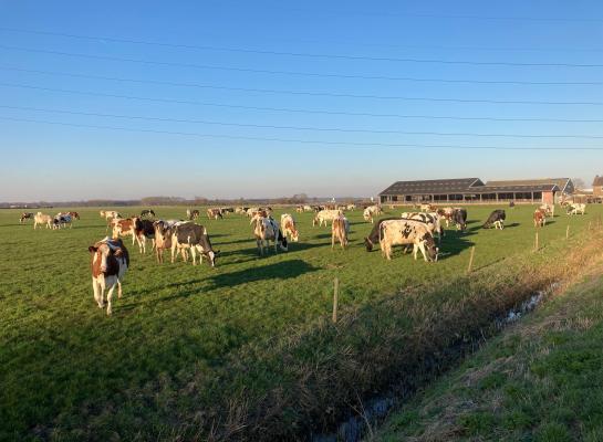 In het voorjaar is het gehalte aan vem in vers gras hoog en voorspelbaar