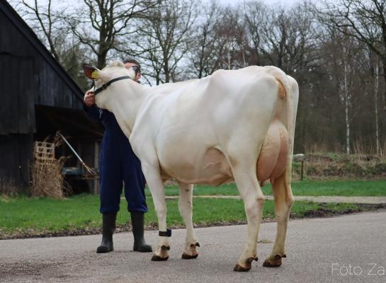 Lunardochter Corinda 3 was dit jaar de sterkste tijdens de vaarzenkeuring van veeteeltstudieclub Ommen