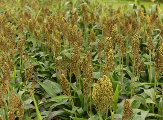  Met gemiddeld 14,6 ton droge stof per hectare is de opbrengst van sorghum nog niet concurrerend met die van mais