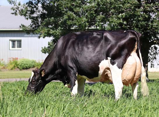 Mystique Extreme Abricot produceerde tot nu toe ruim 104.000 kg melk (foto: Sheila Sundborg)