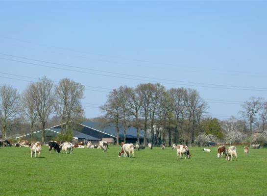 Betere pensfermentatie helpt om vers gras optimaal te benutten
