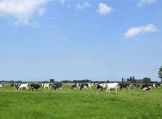 Door de stijgende melkprijzen, hogere prijzen voor koeien en kalveren en dalende inputkosten nam het rendement voor melkveehouders de afgelepen periode toe