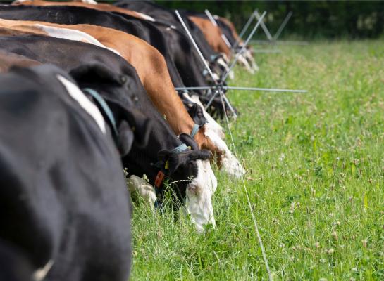 Zeventig procent van het biologisch beteelde areaal is grasland