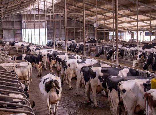 Nederland telde in 2023 bijna 1300 bedrijven met 200 of meer melkkoeien