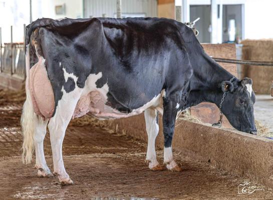 Jacobs High Octane Babe won in 2022 het algemeen reservekampioenschap op de Royal Winter Fair (foto: Carl Saucier)