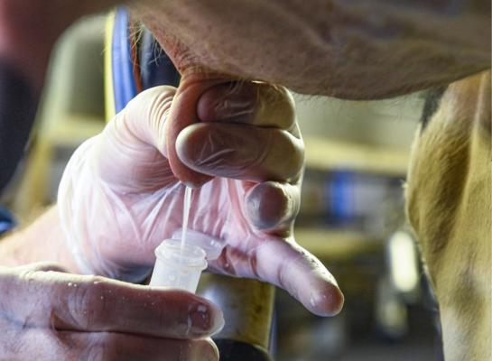 Het melkcontrolecentrum vond in de tankmelkmonsters van vorig jaar vooral omgevingsgebonden bacteriën, zoals streptokokken