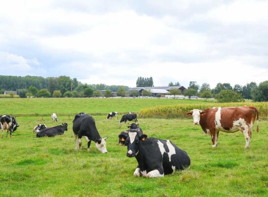 Vijftien procent van de Belgische biologische melkkoeien loopt in Vlaanderen